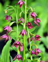 Good pinkish red flowers over green foliage.